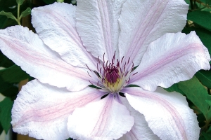Clematis 'John Paul 11' New 2026